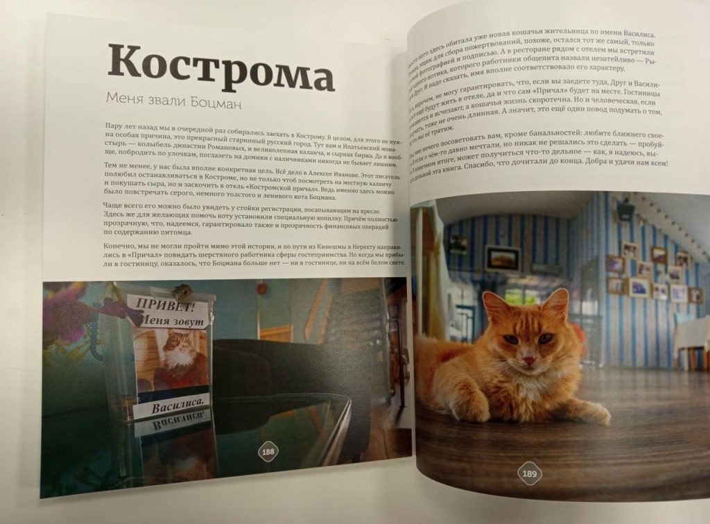    Фото: ТГ-канал "Русские котики"