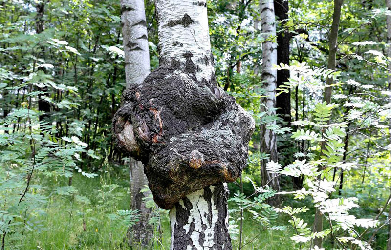 Чага: дар северных лесов — как этот чёрный гриб на берёзе может поддержать иммунитет, снять воспаление и укрепить здоровье