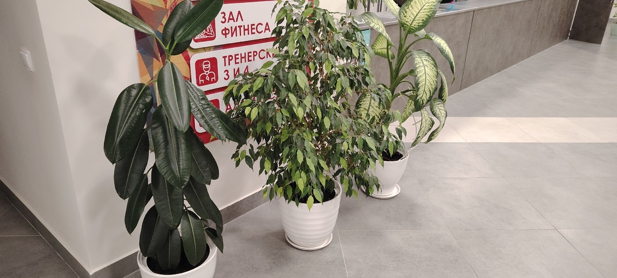    Заставить фикус ветвиться, расти объемным и симметричным поможет обычная зубочистка или спичка из магазина