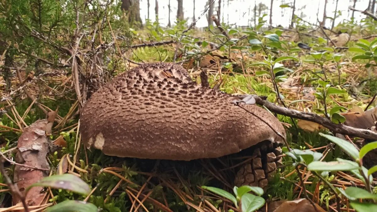    Фото: телеграм-канал «Каждой твари по паре» биолога Павла Глазкова.