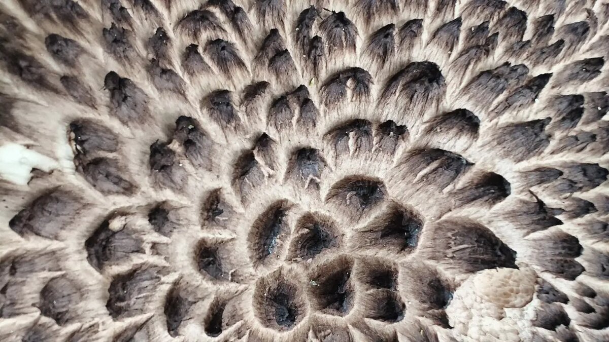    Фото: телеграм-канал «Каждой твари по паре» биолога Павла Глазкова.