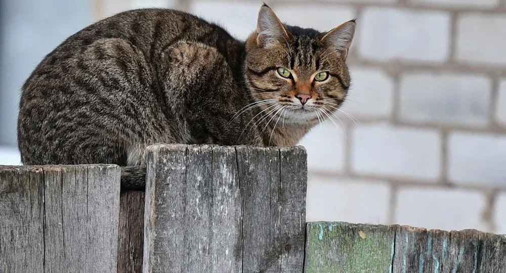 Бездомный кот