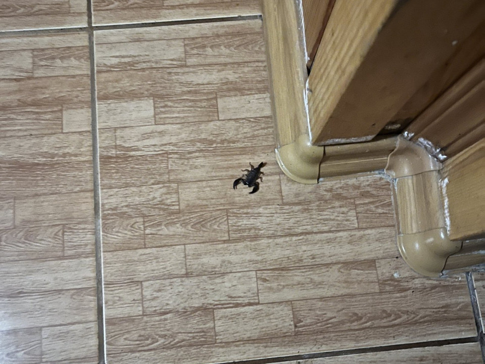 Мун-стоун, автор отзыва
