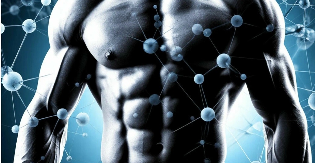 «Синтез белка и мышечный рост: базовые знания для начинающих атлетов»