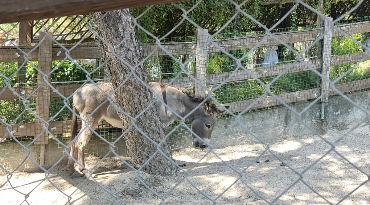 Фото автора. Геленджик. Сафари - парк. 