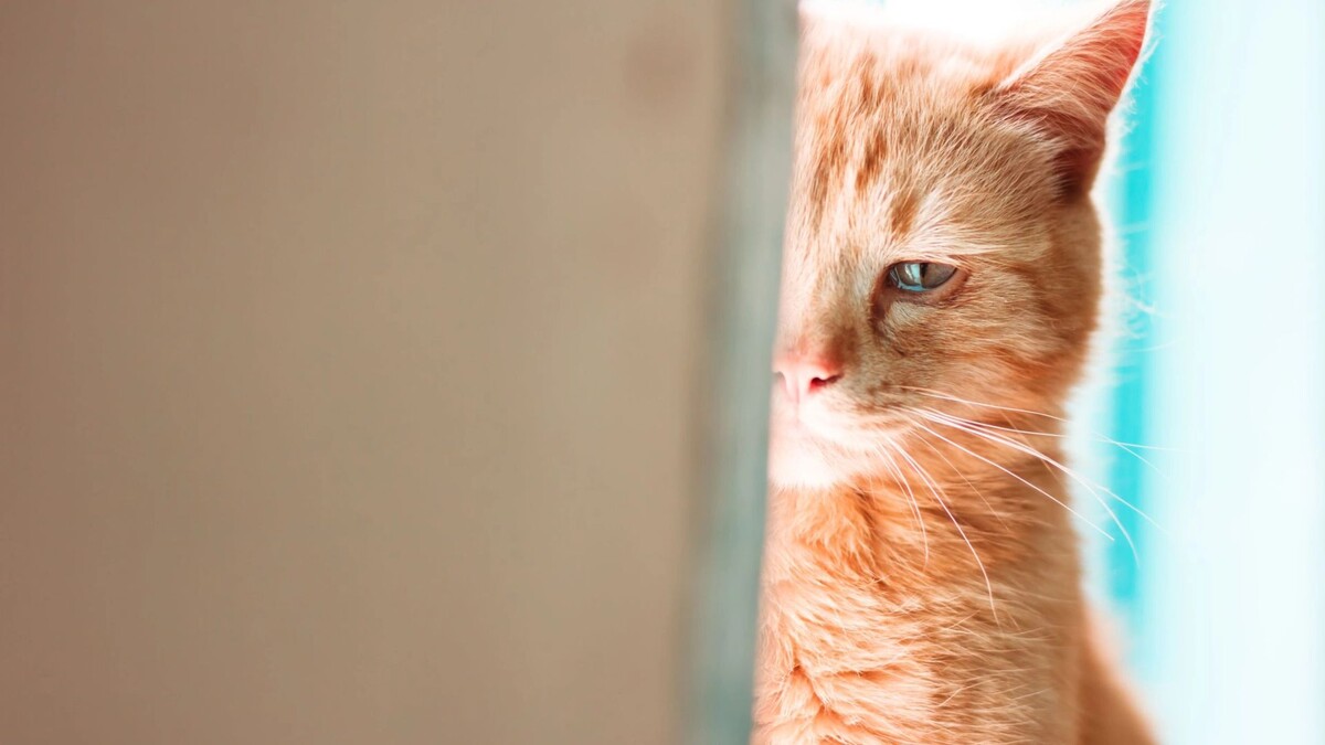    Фото: arvitalyaart/Shutterstock/Fotodom