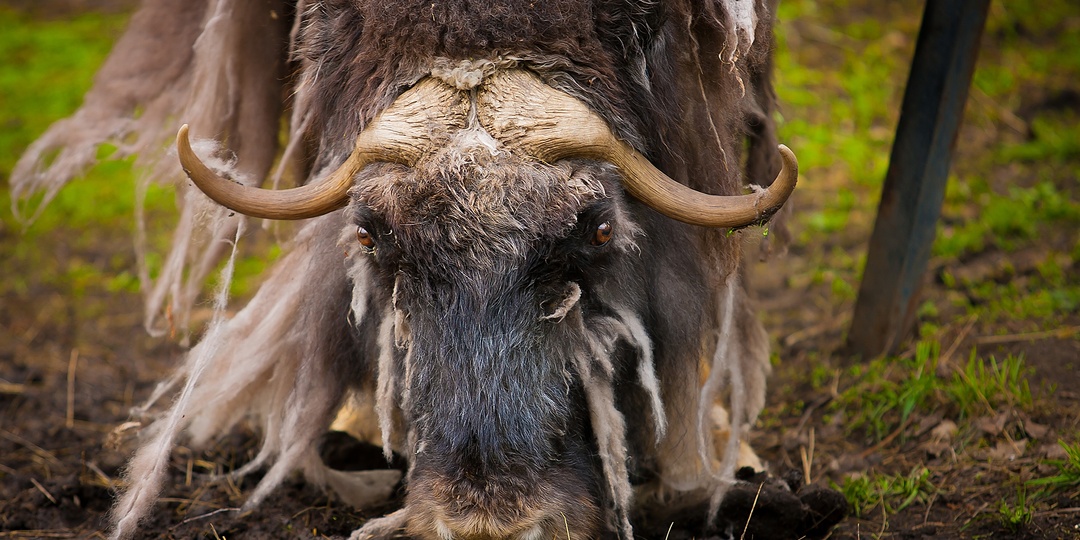 Древние стражи Арктики