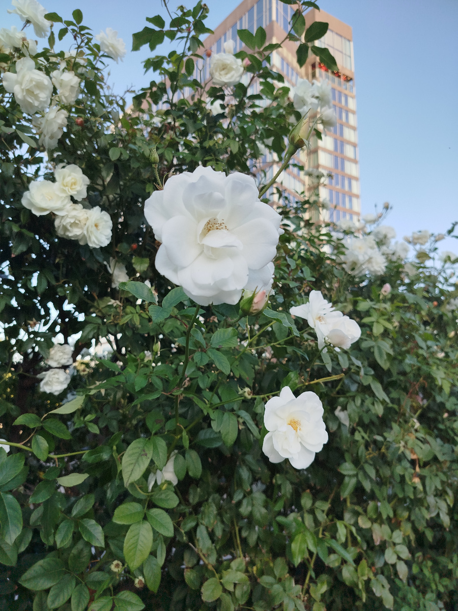 Красота спасает, но ненадолго