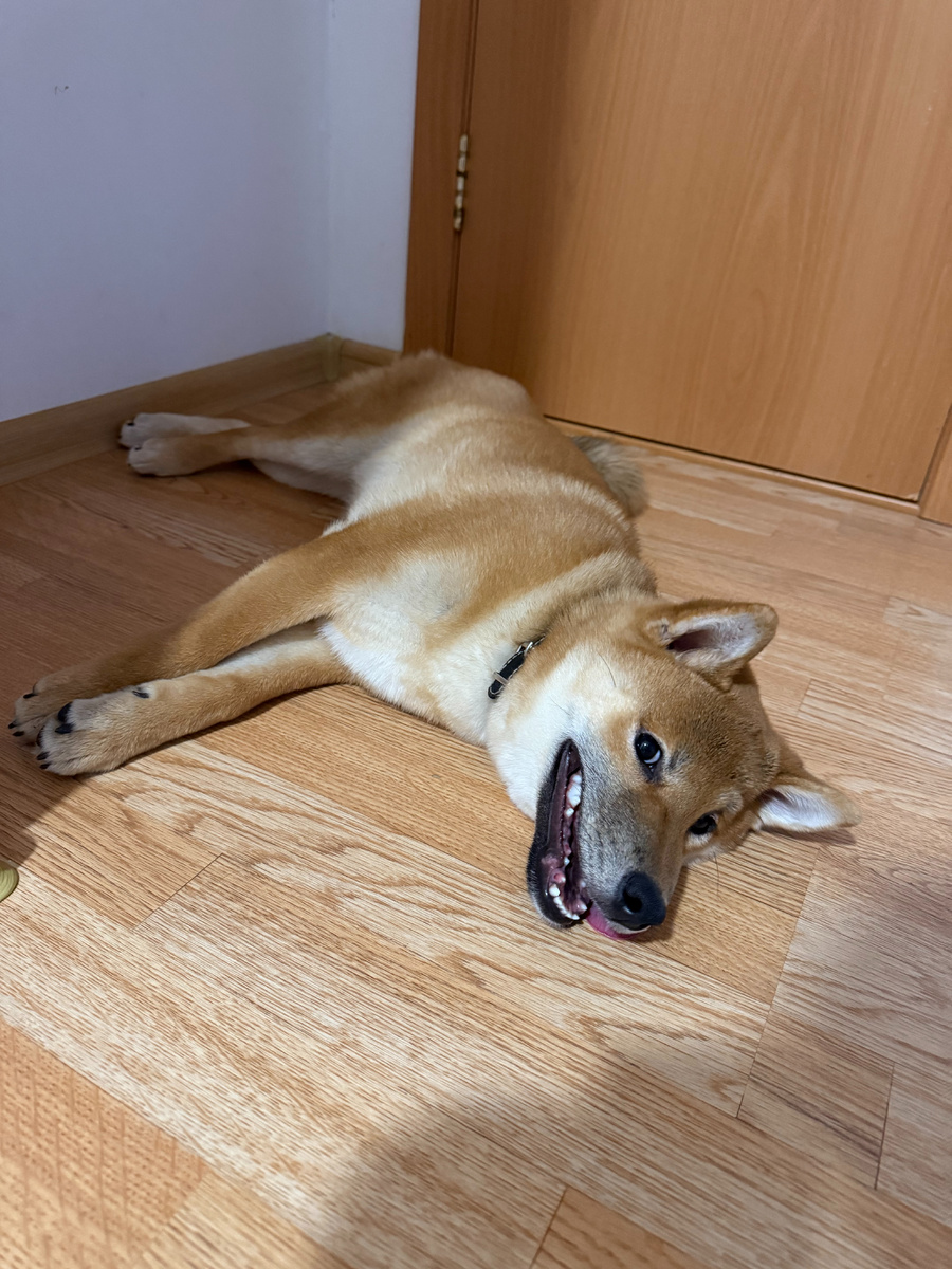 Хитрий Лис, набегался, набесился и уставший уснет через 5 минут. Видно как растут новые клыки)