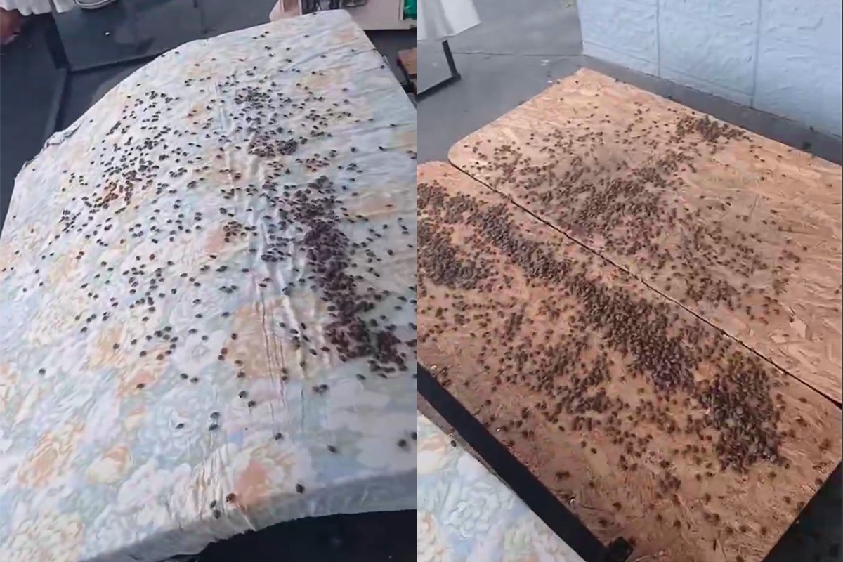    Скриншот видео t.me/sochi_today