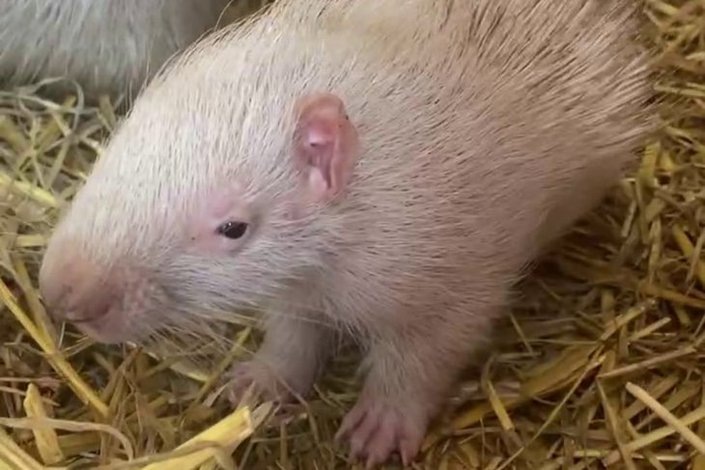    Дикобраз. Скриншот видео Сибирского зоопарка