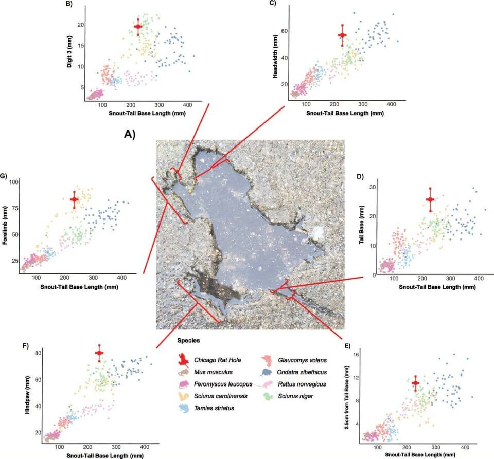   Michael C. Granatosky et al. / Biology Letters, 2025