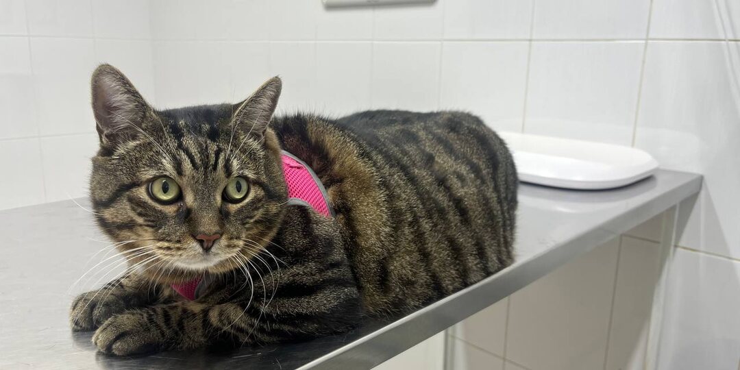 Тот случай, когда любовь хозяйки убивает кота в буквальном смысле