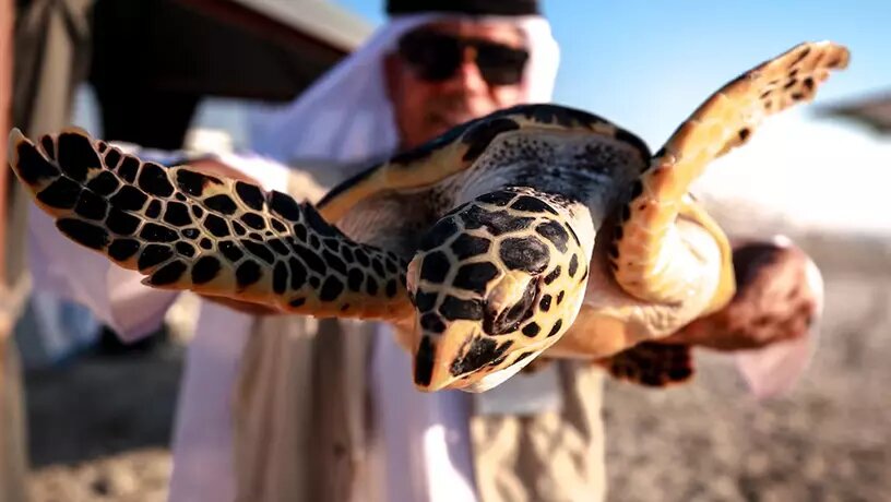 Остров Saadiyat в эмирате Абу-Даби, ОАЭ. Фото: russianemirates.com