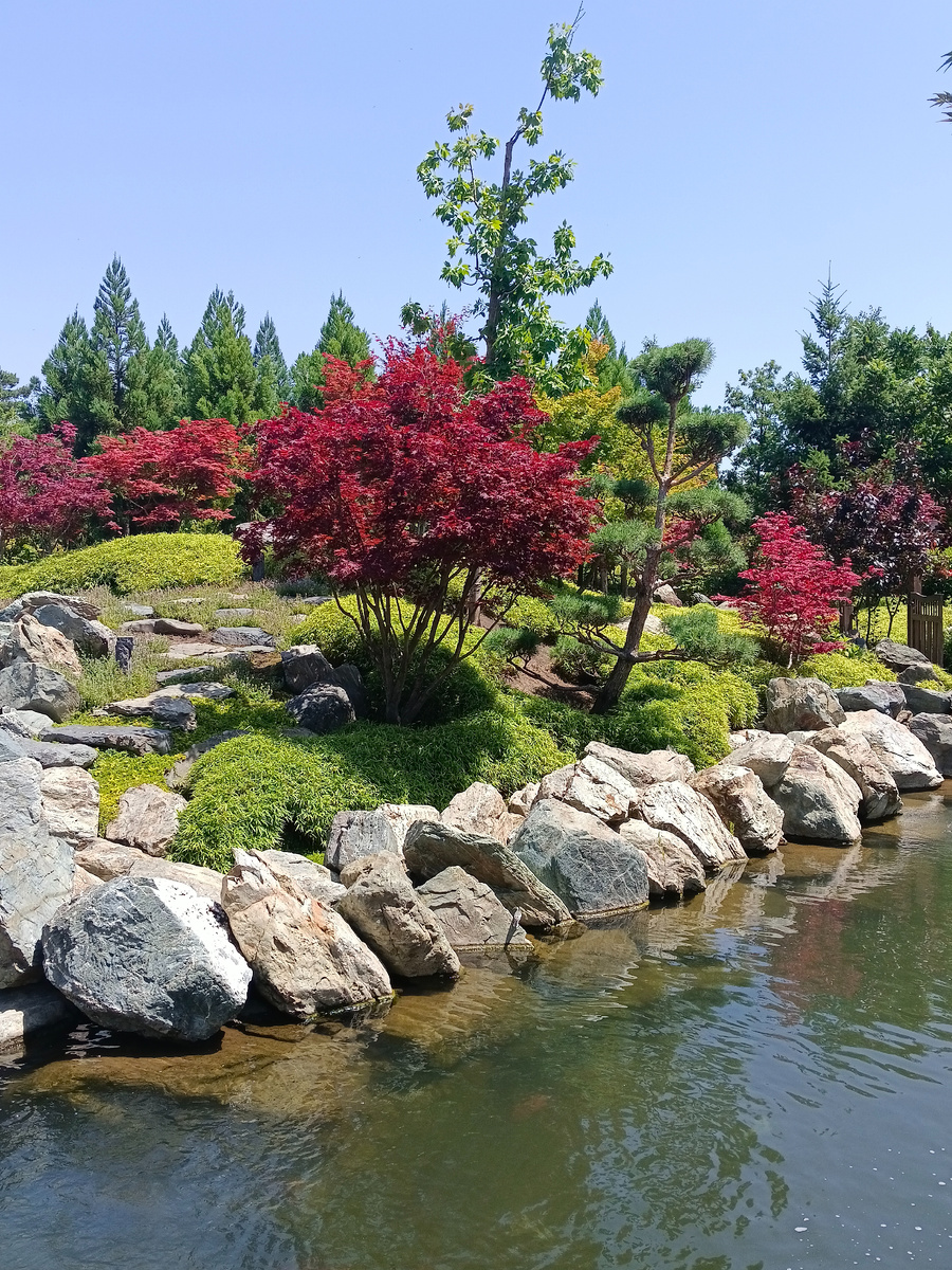 Японский сад. Фото автора