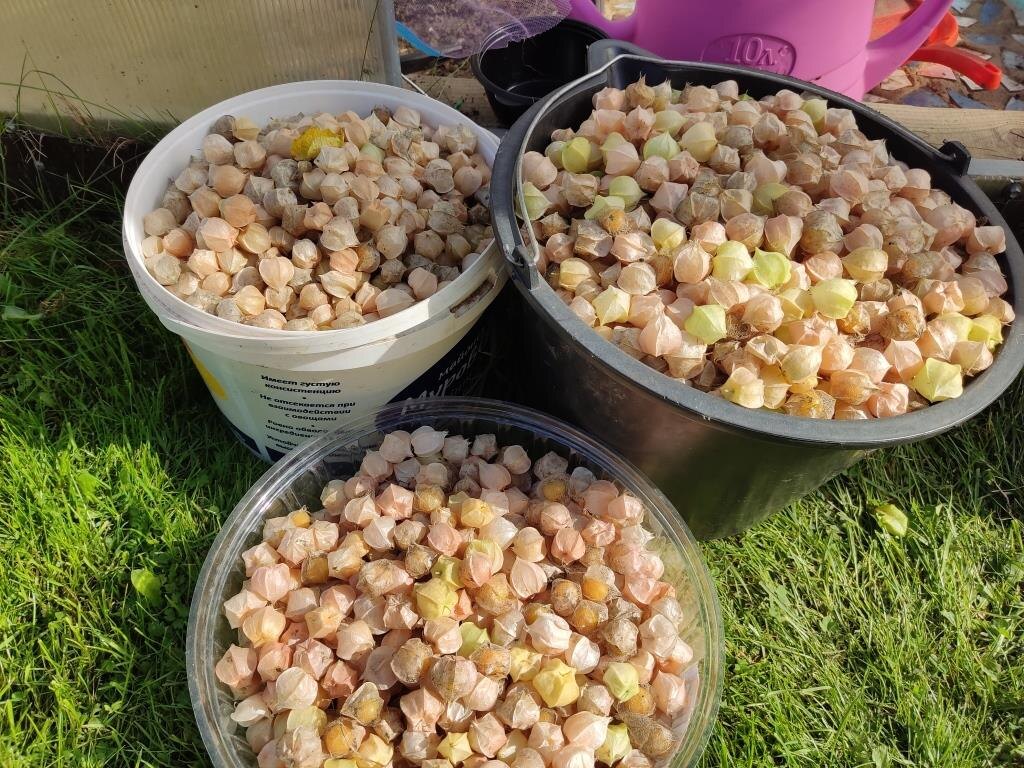 У нас урожай физалиса обычно измеряется ведрами. И тут мой любимый ягодный физалис двух сортов: Сахарный изюмчик и Ананасный...