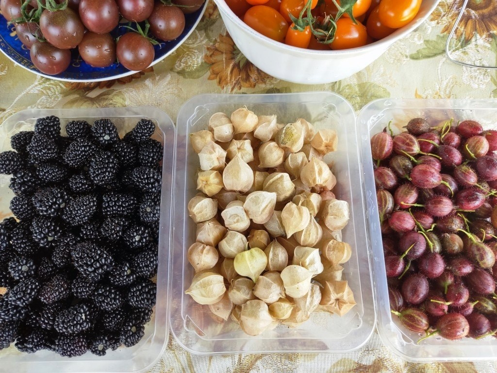 Я бы поставила физалис между ежевикой и сладким сортом крыжовника. Но не из-за схожего вкуса...