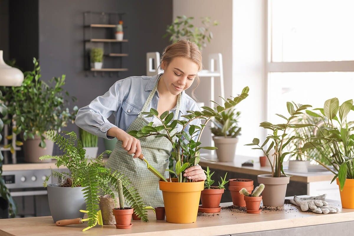 Не всем растениям нужен солнечный подоконник — многие прекрасно чувствуют себя и в тени. Источник: Pixel-Shot / Shutterstock / FOTODOM📷
