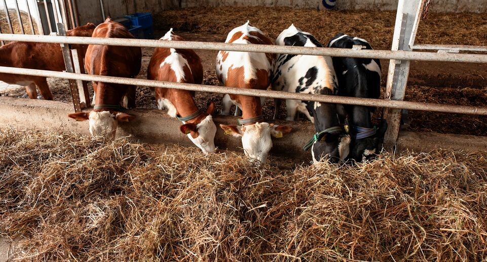    Медиасток.рф