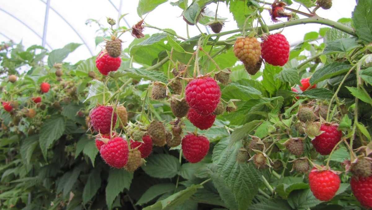 Выращивание малины