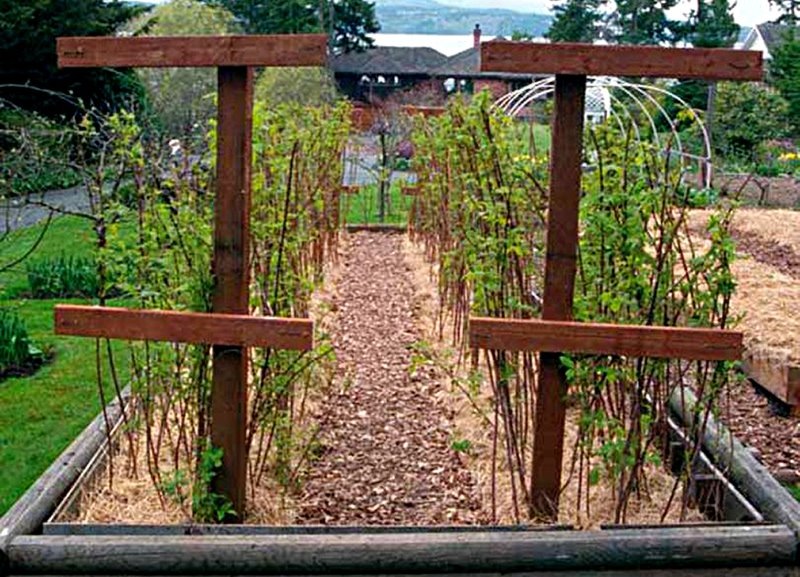 Грядка малины двойная