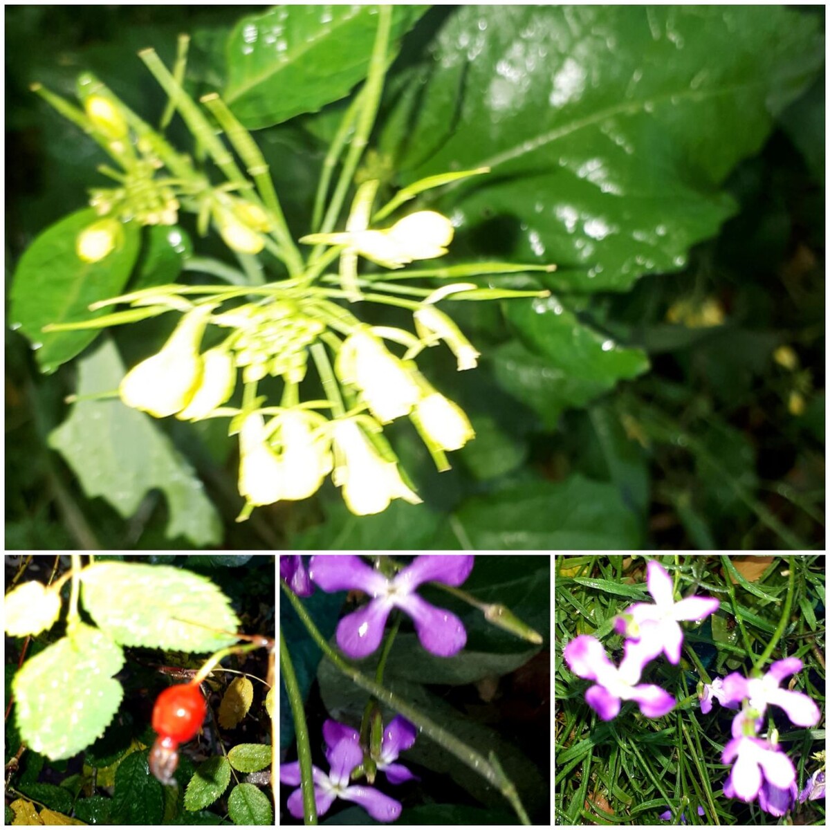 Коллаж автора статьи 17.10.2025г.