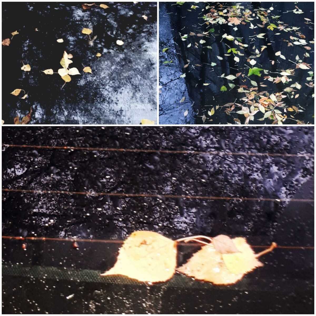 Коллаж автора статьи 17.10.2025г.