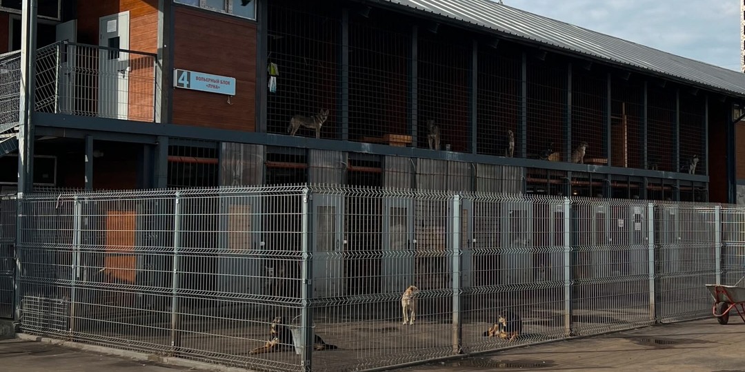 «Происходит то, чего мы очень сильно боялись»: в Москве снесут приют для бездомных животных