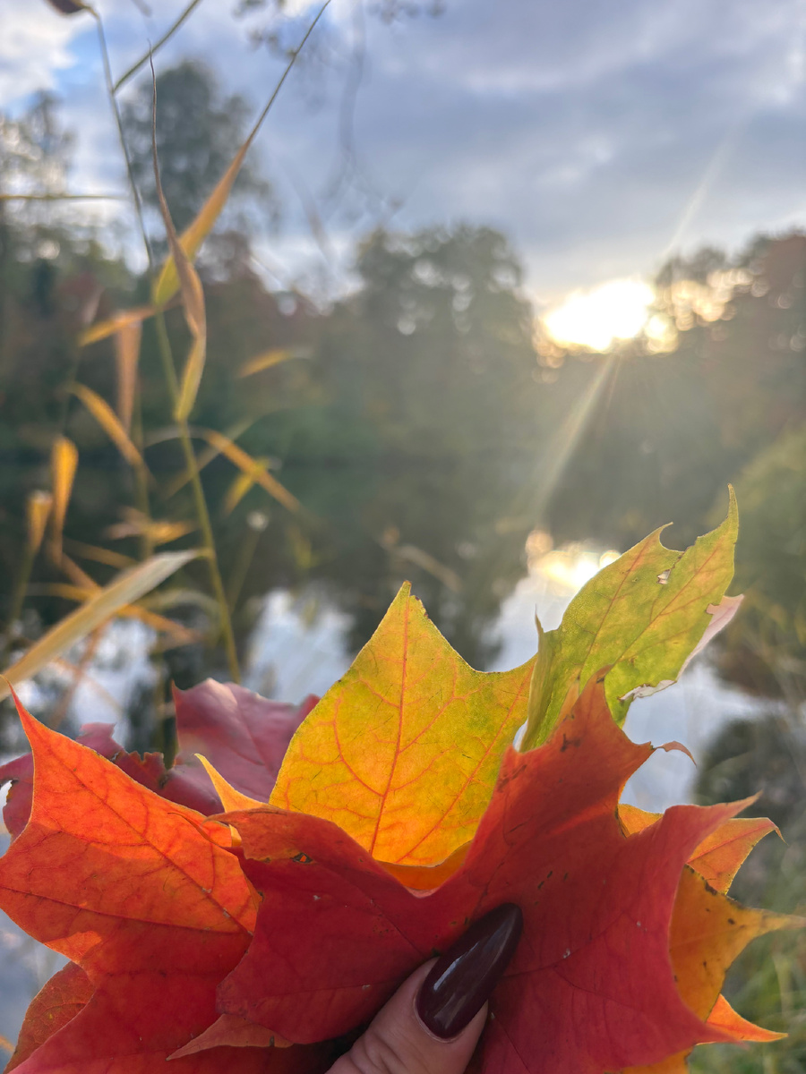 Вы только посмотрите на эти листья, разве не чудо? 