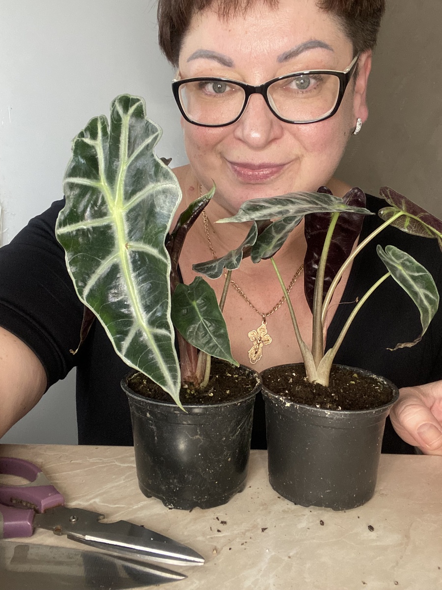 Аллоказия Полли и Бамбино