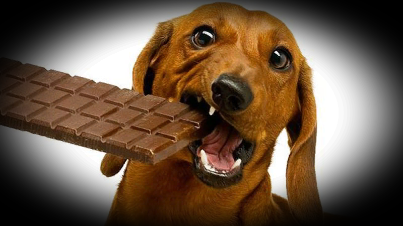 Ветеринар показал, какие продукты медленно убивают собак. Три вещи, которые есть на каждой кухне