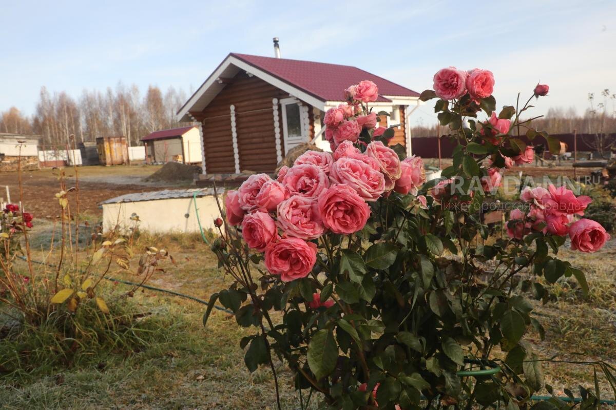    Розы — одни из древнейших цветковых растений планеты