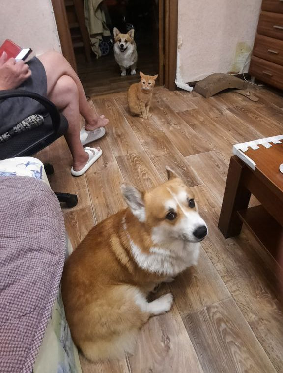 «Он не сердитый. Он просто... наблюдает.»