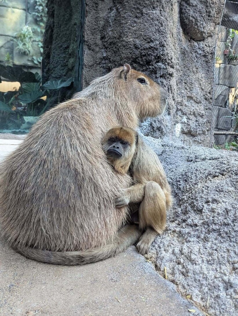    Капибара и обезьянка стали лучшими подружками в американском зоопарке