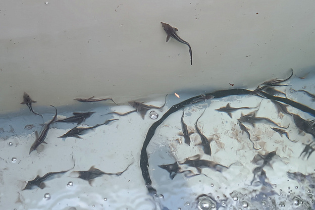    В Вятку выпустили ещё 1100 мальков стерляди