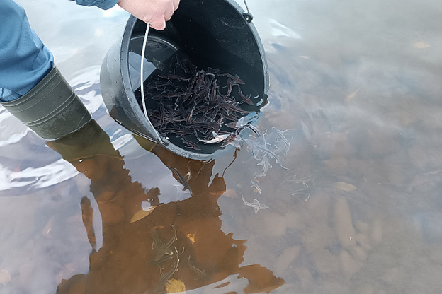    В Вятку выпустили ещё 1100 мальков стерляди