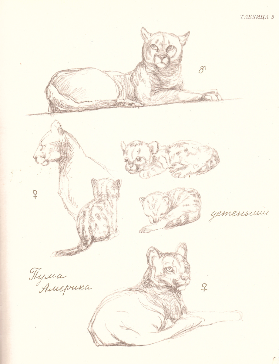 Автор всех работ - Ян Соколовский