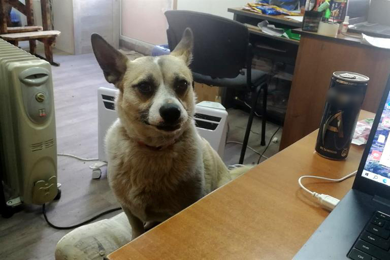     Бездомная собака стала «администратором» в красноярском приюте для животных