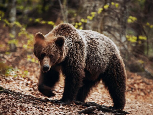    Фото: 123RF.com/szaboerwin
