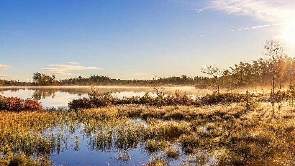    Фото: Lasse Johansson/Shutterstock/Fotodom