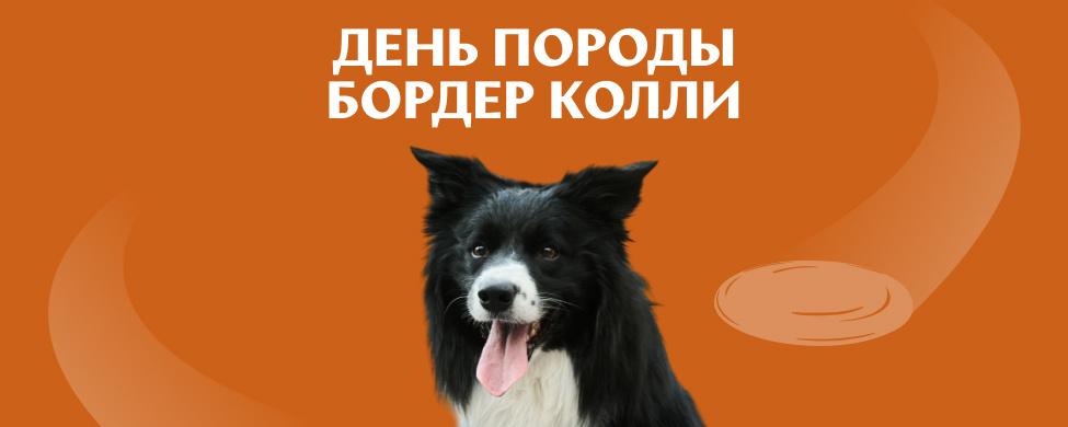 Конференция День породы Бордер колли