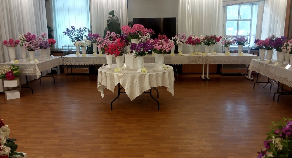 Специализированная выставка флоксов 13-14 августа 2025 г.