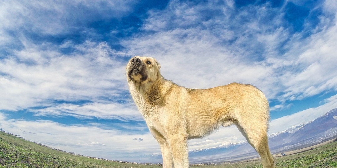 Гампр: «Медведь» на страже человека. Армянский терминатор, одна из мощнейших в мире пород собак