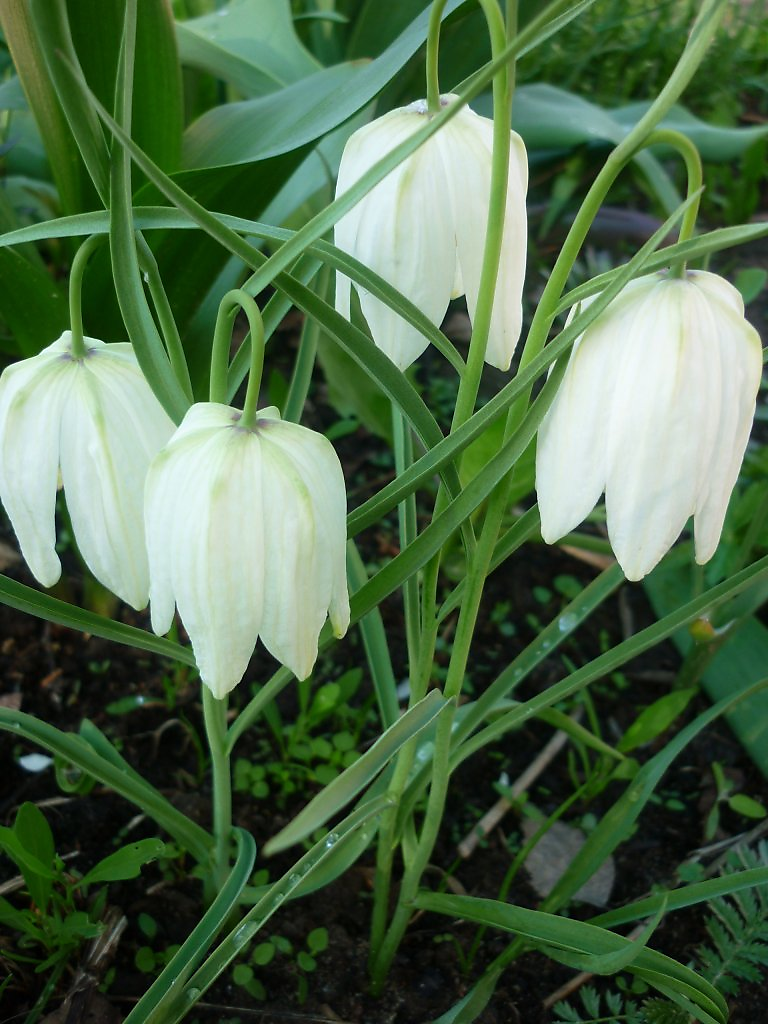 Подарок Дмитрия 