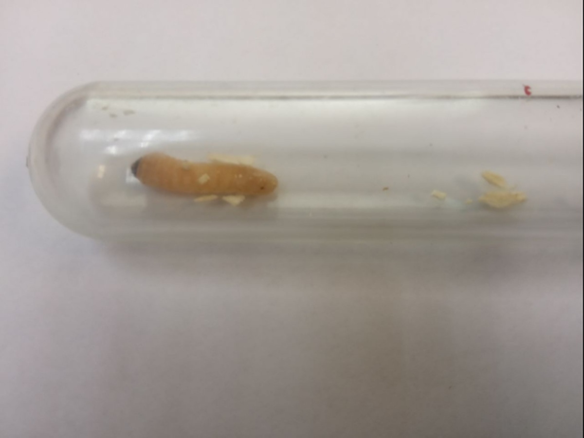 Фото: пресс-служба Уральского межрегионального управления Россельхознадзора  📷
