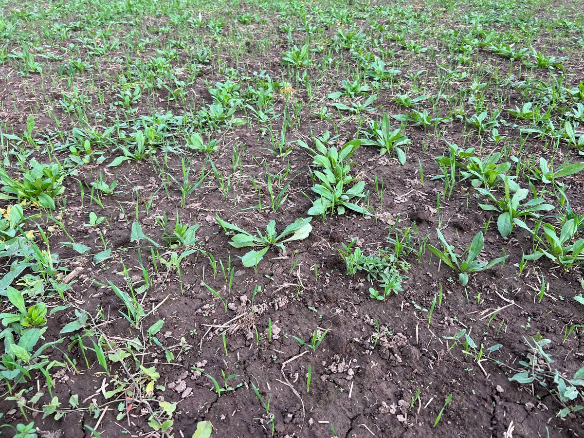 Источник: «ГеомирАгро»