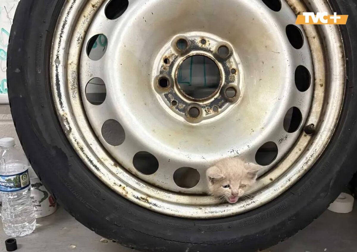 Котенок застрял в колесе