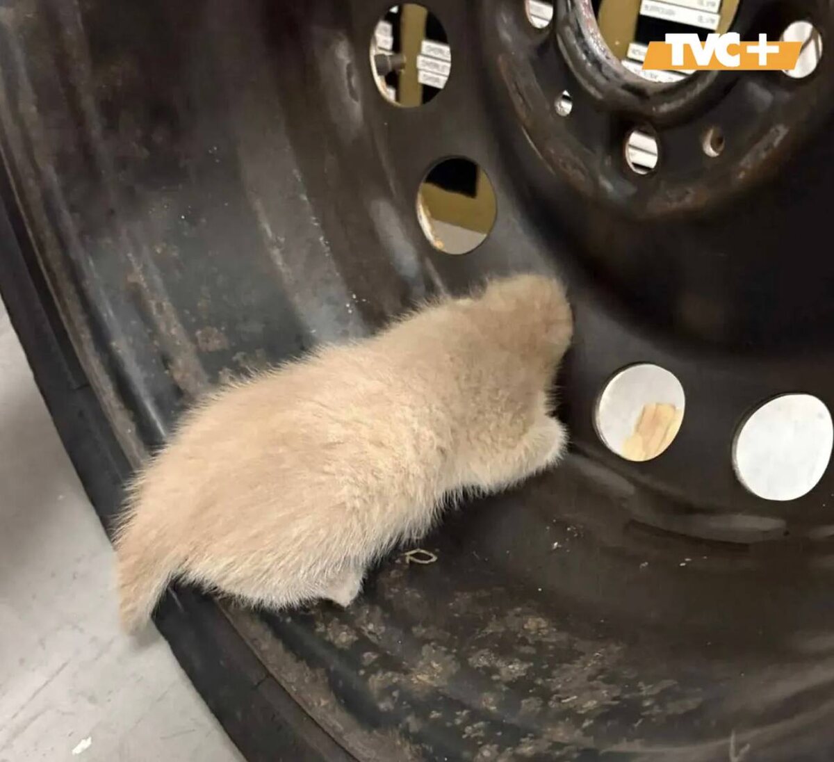 Котенок застрял в колесе