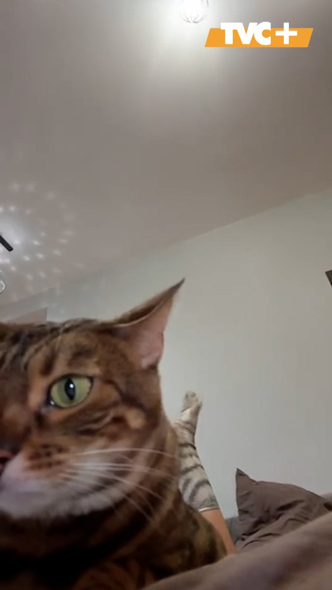 Пушистый тренд