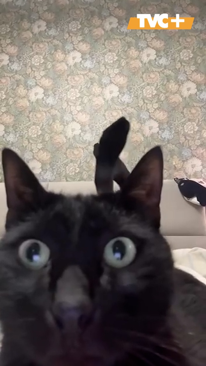 Пушистый тренд